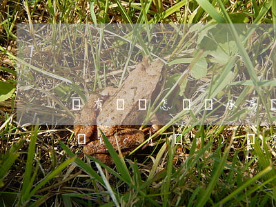 沒有遺囑怎樣繼承房產(chǎn)(父母房產(chǎn)沒有立遺囑怎樣繼承)