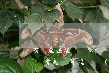 沒有開庭法院凍結(jié)帳戶資金可以嗎(沒有起訴可以凍結(jié)賬戶)
