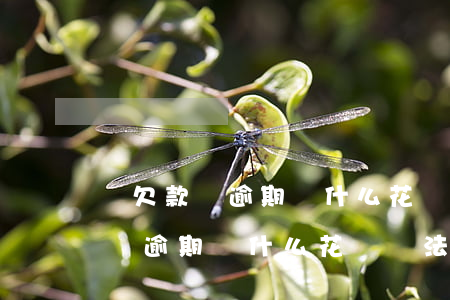 沒欠款沒逾期為什么花唄無法開通-沒欠款沒逾期為什么花唄無法開通了