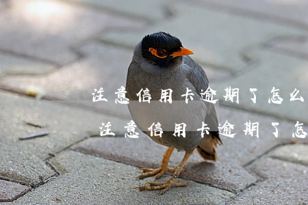 沒注意信用卡逾期了怎么協(xié)商-沒注意信用卡逾期了怎么協(xié)商還款