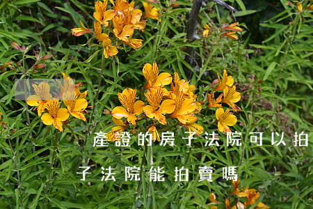 沒產證的房子法院可以拍賣嗎(沒有產證的房子法院能拍賣嗎?)