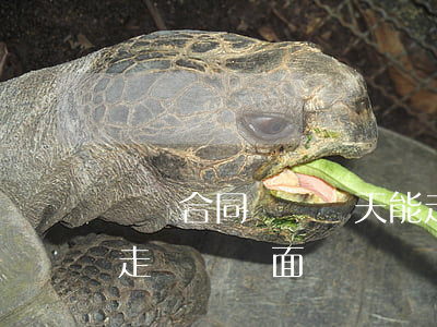 沒簽合同辭職幾天能走(沒簽合同辭職幾天能走,沒寫書面)