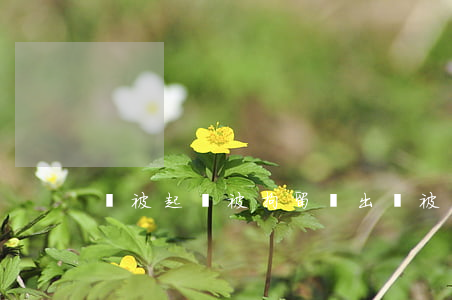 沒被起訴被拘留過出來(被拘留一直沒有判刑)