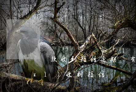 沒貸款收到短信逾期(沒有逾期為什么會(huì)收到短信)