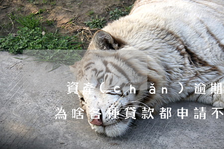 沒資產(chǎn)逾期怎么貸款(沒有逾期為啥各種貸款都申請不到?)