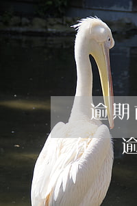 沒逾期前跟銀行協(xié)商還款可以嗎(在沒逾期的情況下能否和銀行協(xié)商還款)