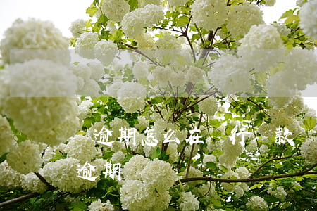 沒逾期怎么在銀行貸款(銀行貸款多久沒還算逾期)
