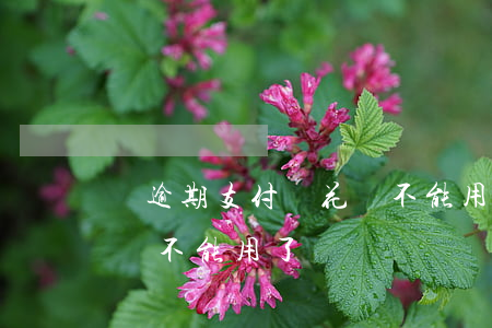 沒逾期支付寶花唄不能用了 沒逾期支付寶花唄不能用了