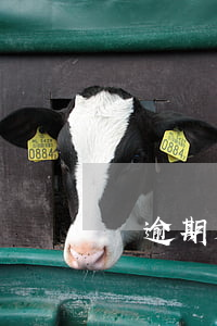 沒逾期是什么意思