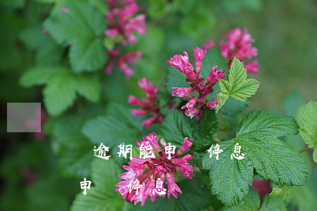 沒逾期能申請停息掛賬嗎-信用卡沒逾期能申請停息掛賬嗎