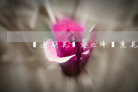 沒逾期花唄突然降額度(花唄突然降額度了)