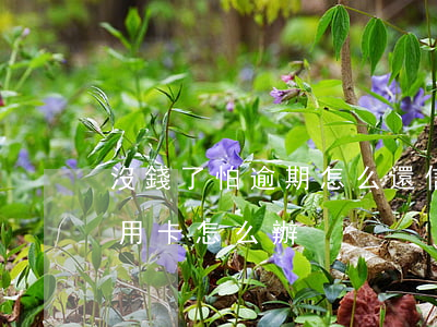 沒錢了怕逾期怎么還信用卡-真的沒錢還信用卡怎么辦