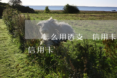 沒錢怎么用透支還信用卡(沒錢怎么用透支還信用卡)