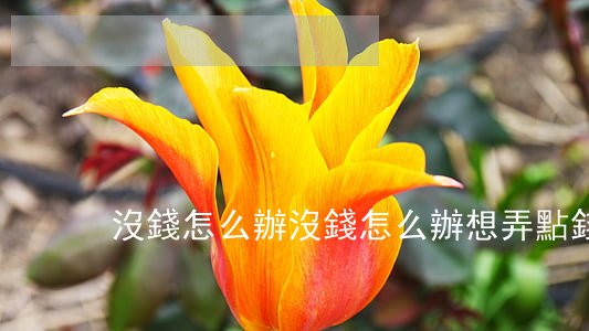 沒錢怎么辦(沒錢怎么辦想弄點錢)