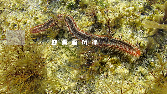 沒開庭需要付律師費嗎