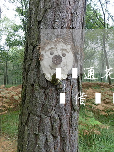 沒開通花唄借唄為什么會有還款-沒開通花唄借唄為什么會有還款記錄