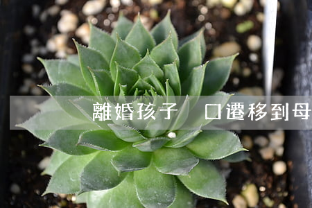 沒離婚孩子戶口遷移到母親戶口