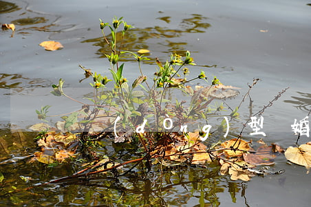 沖動(dòng)型離婚