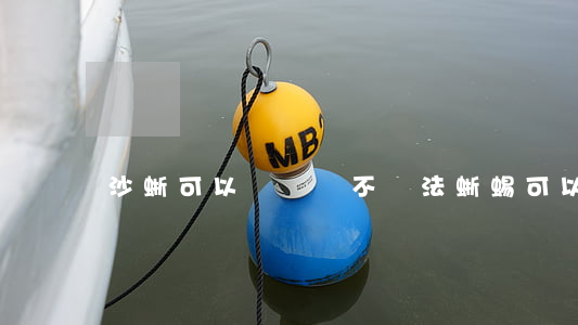 沙蜥可以買賣嗎不違法(蜥蜴可以買賣嗎)