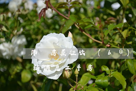 沛縣房屋征收補(bǔ)償價格(沛縣房價最新消息二手房)