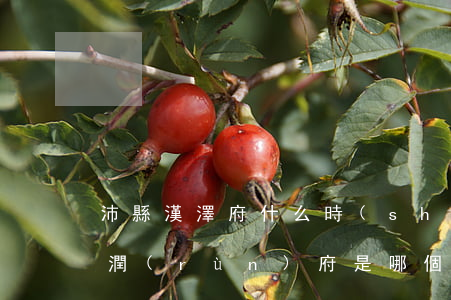 沛縣漢澤府什么時(shí)候上房(沛縣漢潤(rùn)府是哪個(gè)開(kāi)發(fā)商)