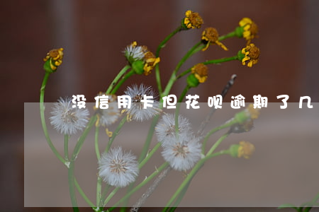 没信用卡但花呗逾期了几次