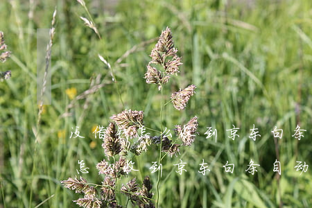 没借钱怎么收到京东白条自动还款-没借钱怎么收到京东白条自动还款短信