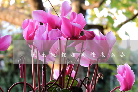 没出轨就想离婚怎么办