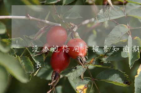 没办过信用卡被告知逾期（信用卡逾期起诉没去）