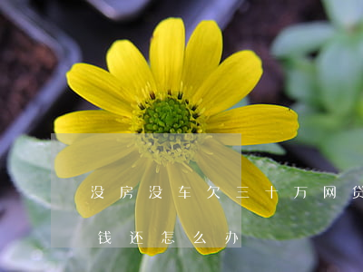 没房没车欠三十万网贷(差十几万的网贷没有钱还怎么办)