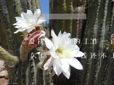 没找到合适的工作一直欠信用卡-没工作了欠信用卡的钱还不上怎么办