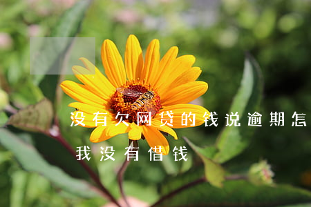 没有欠网贷的钱说逾期怎么办(说我网贷逾期我没有借钱)