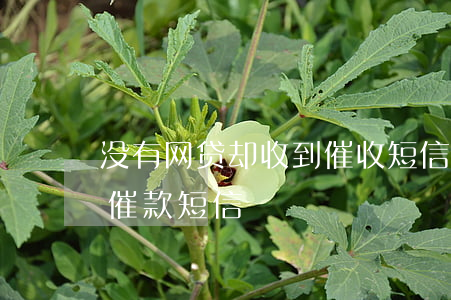 没有网贷却收到催收短信(莫名其妙收到网贷催款短信)
