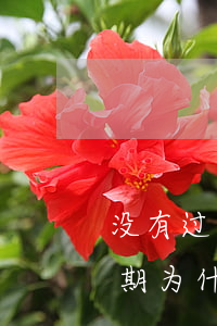 没有过逾期为什么不能申请信用卡(没有过逾期为什么不能申请信用卡了)