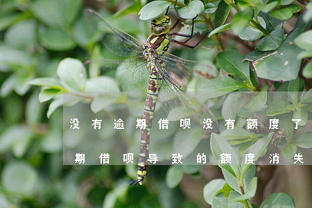 没有逾期借呗没有额度了怎么办，如何解决逾期借呗导致的额度消失问题？