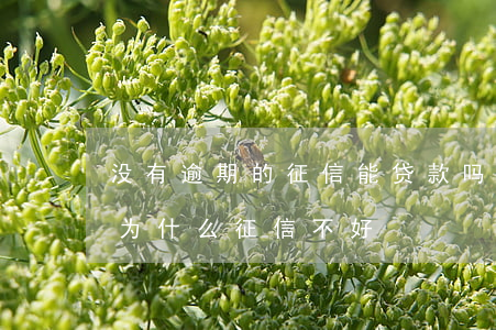 没有逾期的征信能贷款吗(没有逾期没有贷款为什么征信不好)