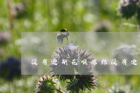 没有逾期 花呗冻结(没有逾期花呗被冻结了)