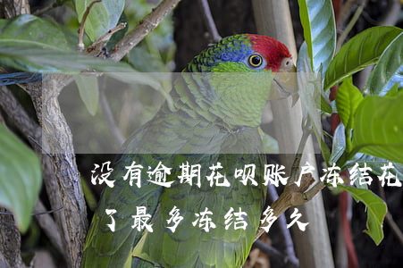没有逾期花呗账户冻结(花呗没有逾期被冻结了,最多冻结多久)