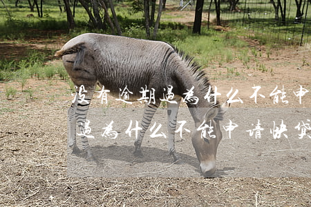 没有逾期过为什么不能申请快贷-没有逾期过为什么不能申请快贷了