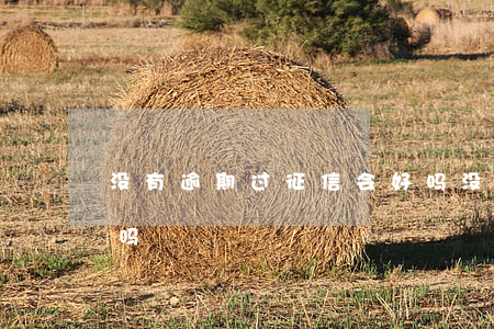 没有逾期过征信会好吗(没有逾期过征信会好吗)