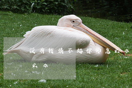 没有钱请不起律师怎么办(穷人没钱请律师怎么办)