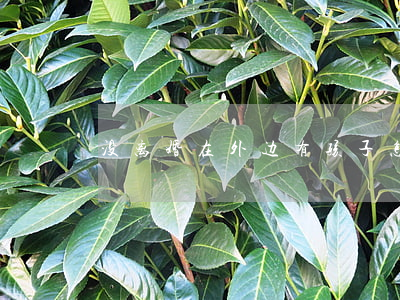 没离婚在外边有孩子怎么办