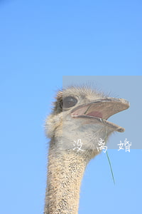 没离婚生孩子能上户吗