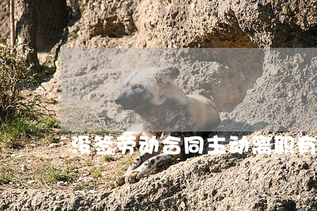 没签劳动合同主动离职有补偿吗