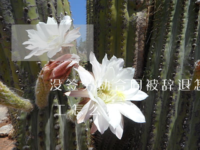 没签劳动合同被辞退怎么赔偿(没合同辞退员工怎么赔偿)