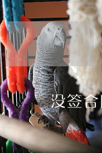 没签合同不给工资怎么办