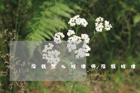 没钱怎么找律师(没钱找律师可以找哪些部门)