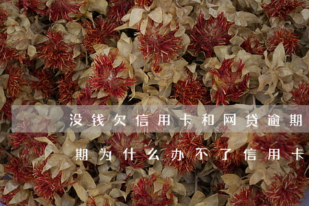 没钱欠信用卡和网贷逾期了怎么办(网贷没逾期为什么办不了信用卡)