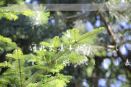 河北交通事故賠償標(biāo)準(zhǔn)明細(xì)表2020