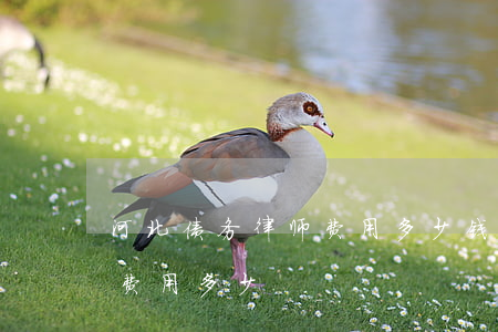 河北债务律师费用多少钱一年（河北债务律师费用多少）